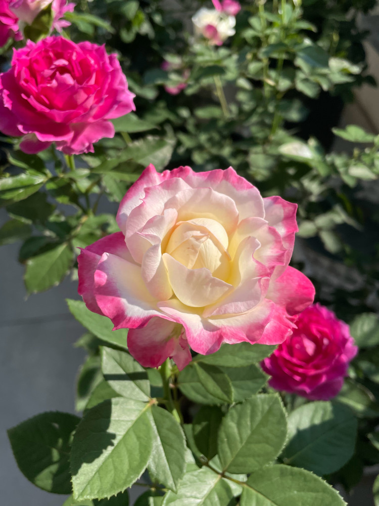 月季花界的"天使",自带仙气,浓香四溢,丰花勤花,阳台也能种_腾讯新闻