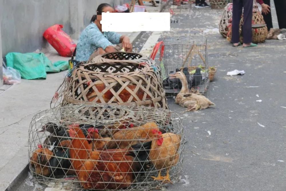 七月半于都人开启杀鸭吃鸭模式