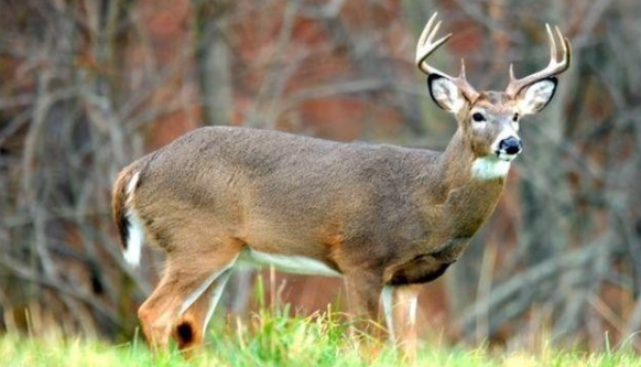 新冠已擴散至野生動物,美國鹿群大面積攜帶新冠變異株