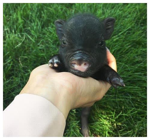 中国驯养了5000年的黑猪为啥短短几十年就变白猪了