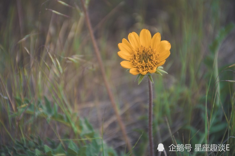 8月23日 29日星座運勢 牡羊精力充沛 獅子決斷力強 水瓶堅持到底 三隻羊遊戲攻略
