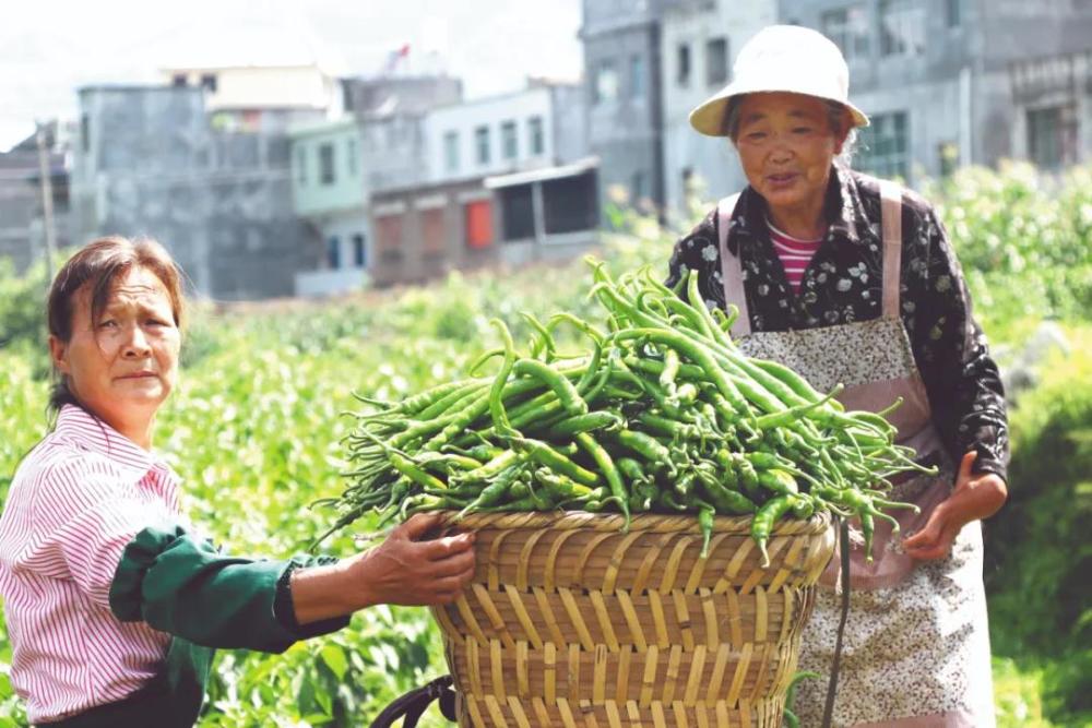 丰收8月!一波"采收"美图