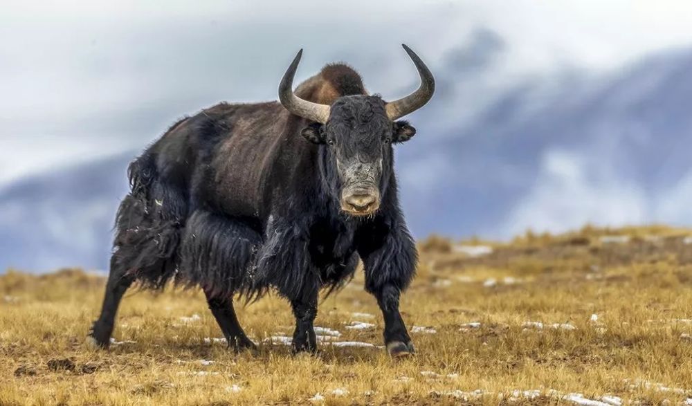 野牦牛群:青海三江源惊现约300头组团吃草,体型比印度野牛略小