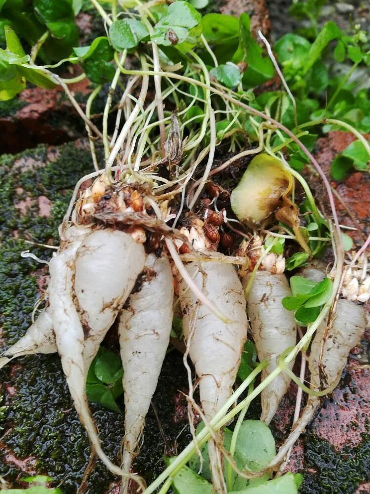 这种酸酸草其实就是酢浆草,是在我国很常见的一种野草,几乎在国内每个