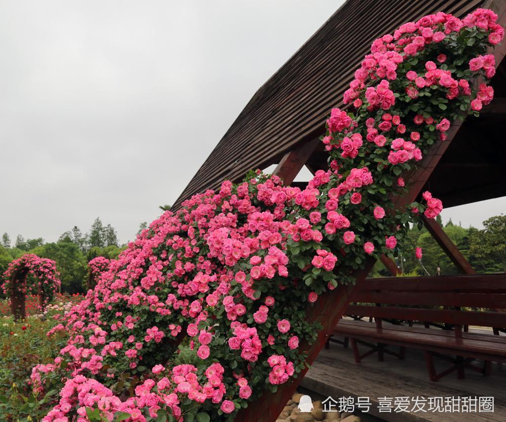 據園方介紹,月季園最佳觀賞期在春秋兩季,花期從4月底持續到12月底.