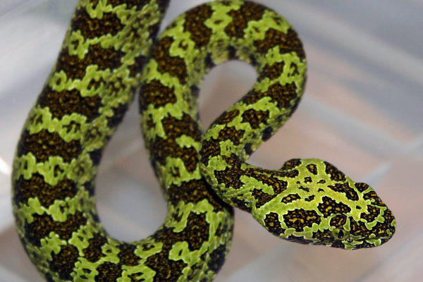 金环蛇怎么样,金环蛇怎么样才能养活