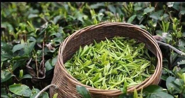 东山云雾茶(湖南东山云雾茶业有限公司)