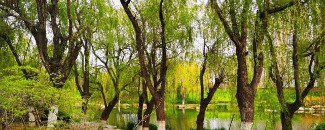 煙臺這處河濱公園今非昔比楊柳依依花開如海春天正是最美時候