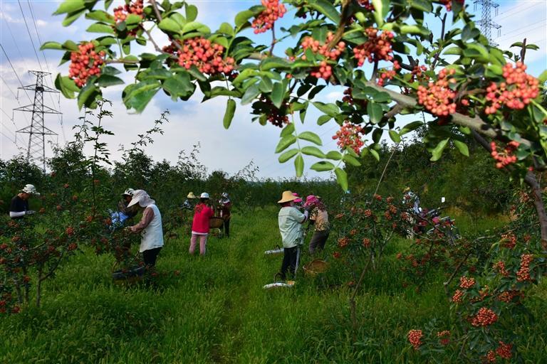 村民们忙着采摘花椒.本组照片均为通讯员 王帅摄
