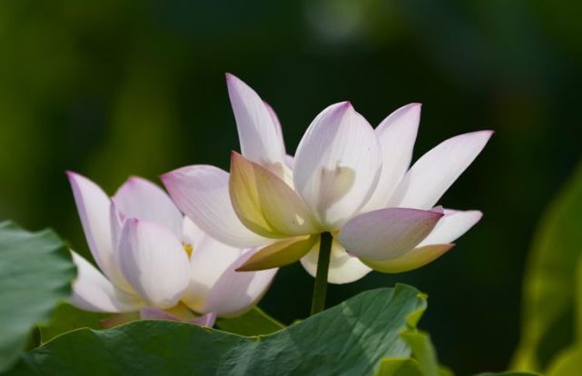 秋荷用禅韵吐露生命的奥妙_腾讯新闻