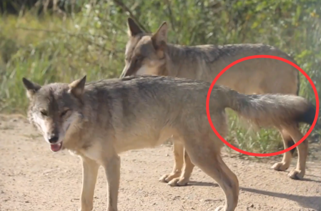 民国吉林冬捕,看守网棚的人,凭一个特征可迅速在狼群中找到头狼