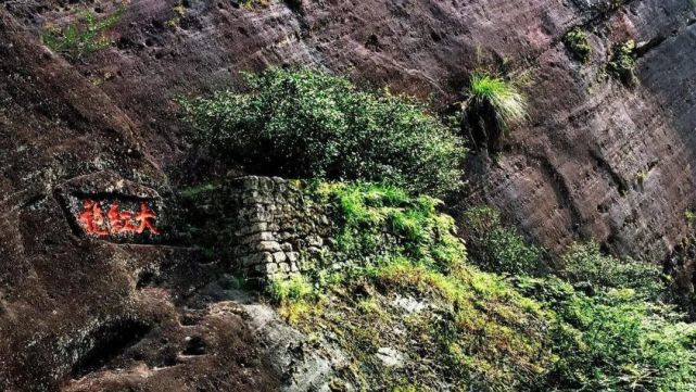 母树大红袍,纯种大红袍,商品大红袍,搞懂它们其实没那么复杂