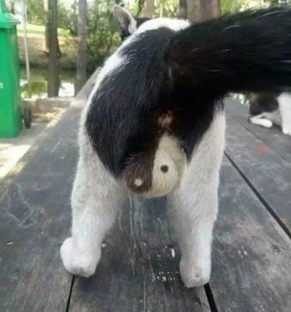 给绝育的公猫装蛋蛋猫你礼貌吗