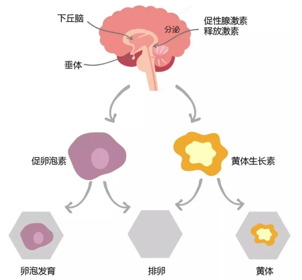 女性卵巢功能差,該怎麼備孕?