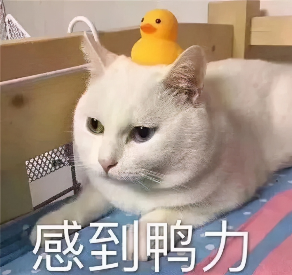 �е�Ѽ�����е�Ѽ�������è