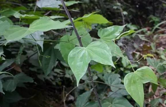 梅花入骨丹手串名字這麼怪到底什麼噱頭