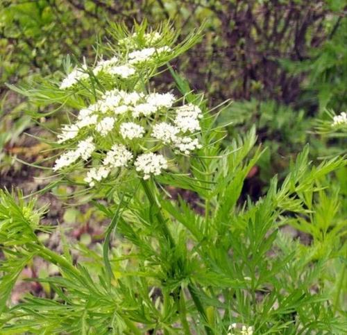 宽叶羌活(宽叶羌活地上部分)