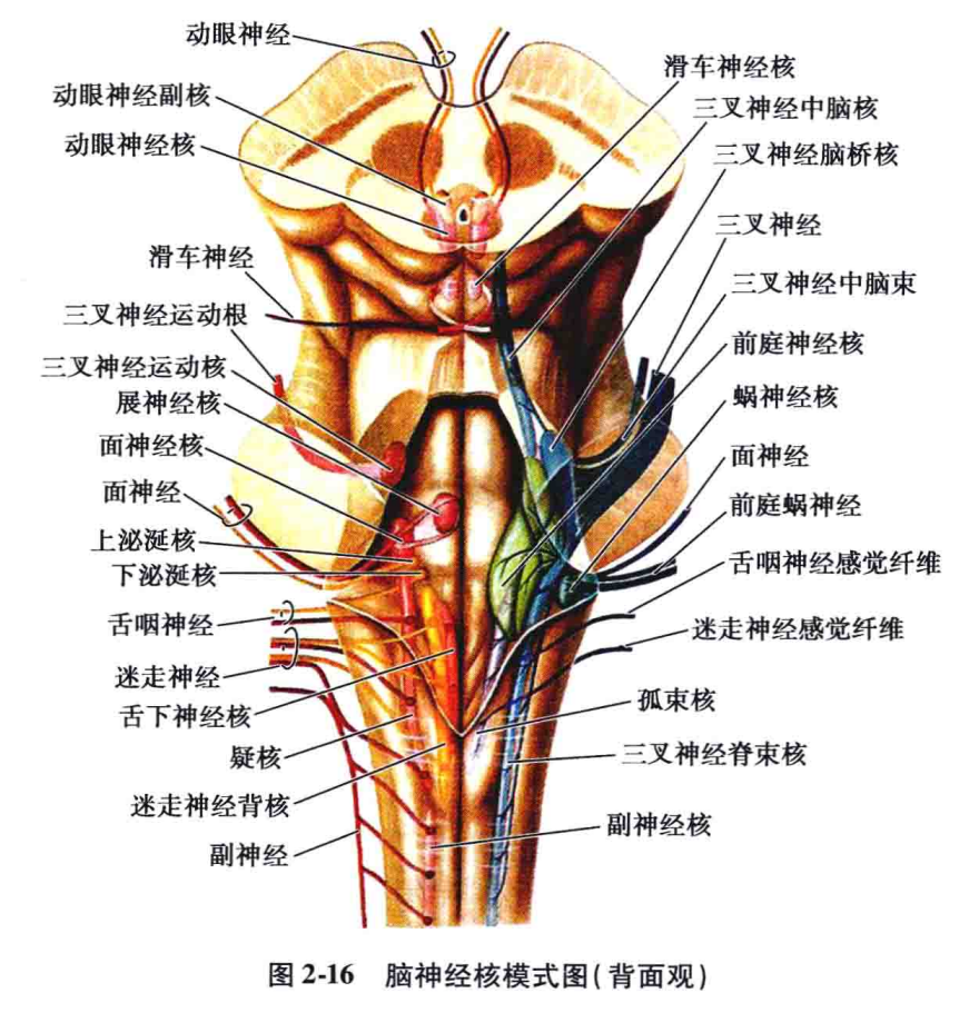 1)位聽神經及其核:位聽神經包括蝸神經和前庭神經兩部分,均屬於特殊