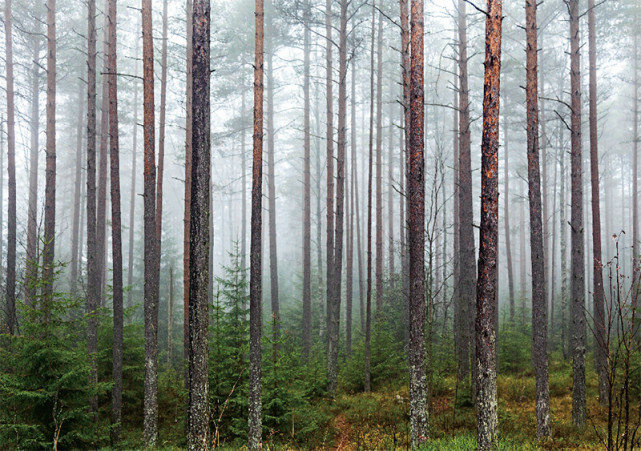 森林是高大挺拔的针叶树组成的暗针叶林,茂密幽深,透着一种独特的深邃