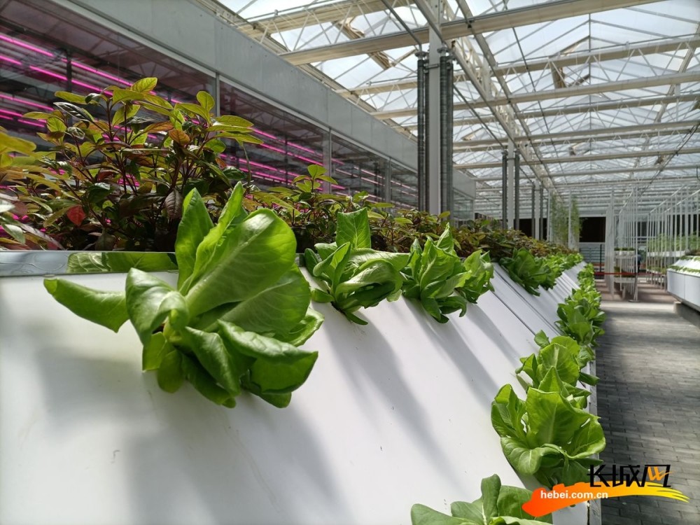 智慧农场里的气雾栽培.