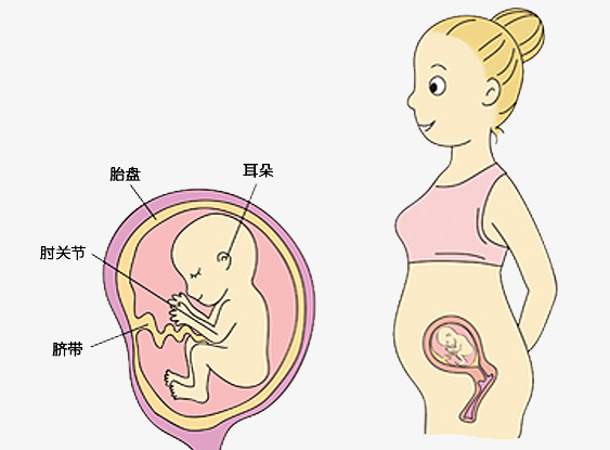 怀孕第十周:孕期浪漫不能丢,宝宝胎教有策略!