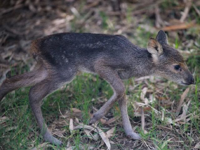 从练习生到成团2021届的獐宝宝成功出道