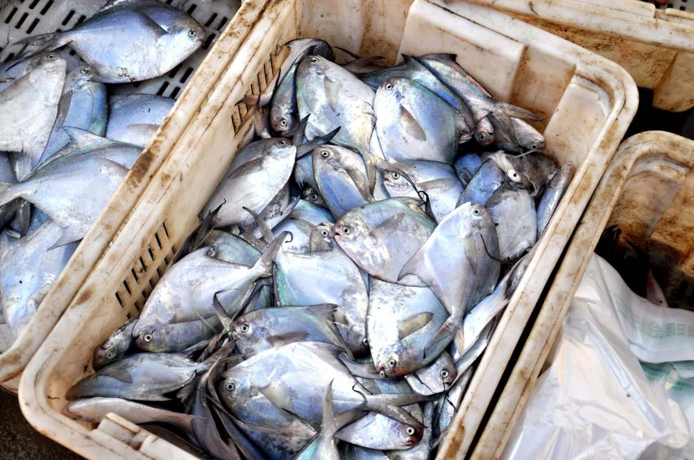 开海迈入倒计时,走进昔日青岛渔港码头,带你认识本地特产海鲜