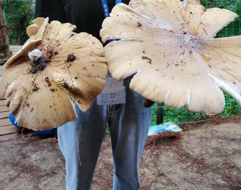 云南鸡枞菌迎来破土黄金期 独占鳌头领军菌子市场