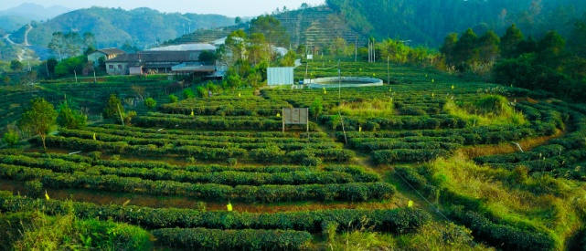 去六堡茶乡寻农家茶