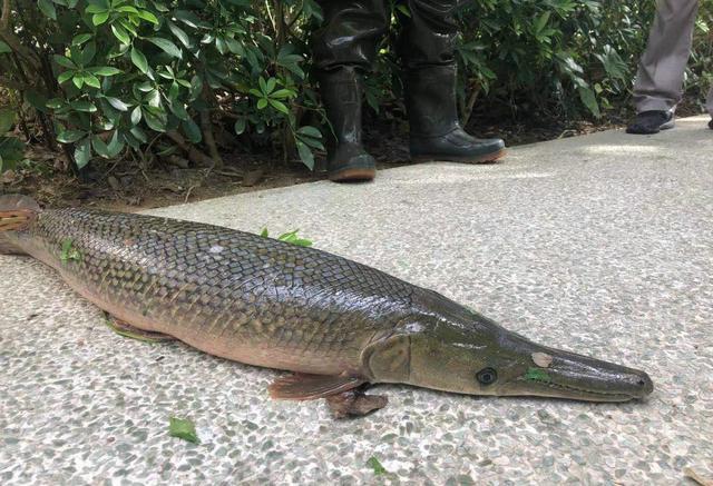 山东一高校湖内出现大型肉食鱼,学生:暑假期间有人偷偷放的