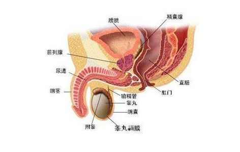 前列腺位置图男图片