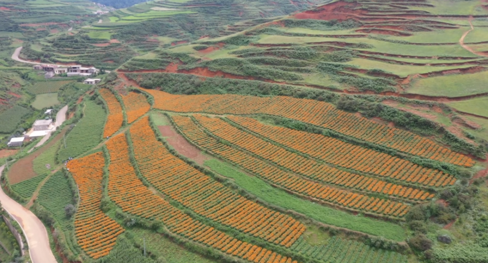 鲁甸水磨镇万寿菊种植开辟群众致富新路子