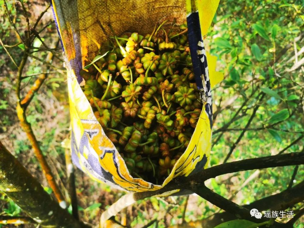 难忘,在瑶寨摘八角的日子_腾讯新闻