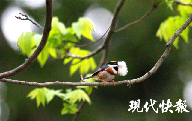 這300多種鳥都有南京戶口你最喜歡誰南京十大明星鳥類推選啟動