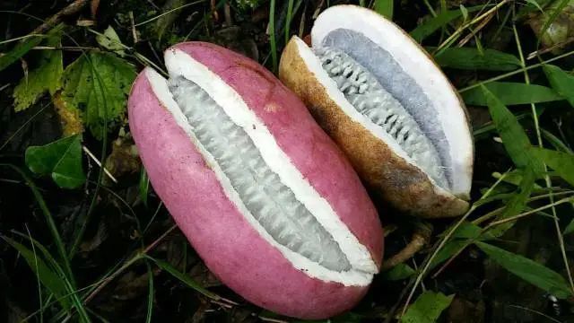 八月瓜有何价值?