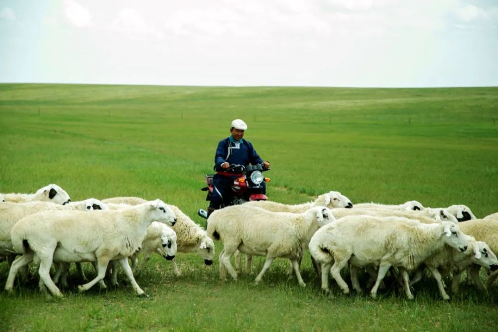 下一个目标我家的乌珠穆沁种公羊卖到10万元一只