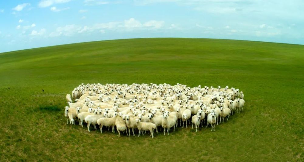 下一个目标我家的乌珠穆沁种公羊卖到10万元一只