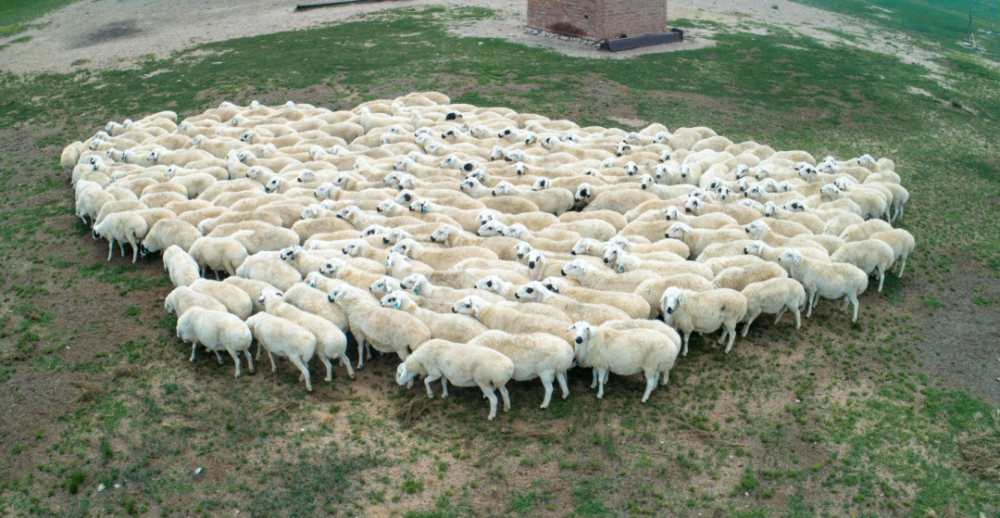 下一个目标我家的乌珠穆沁种公羊卖到10万元一只