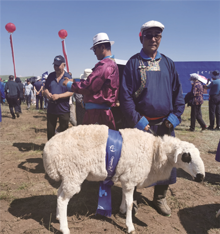 下一个目标我家的乌珠穆沁种公羊卖到10万元一只