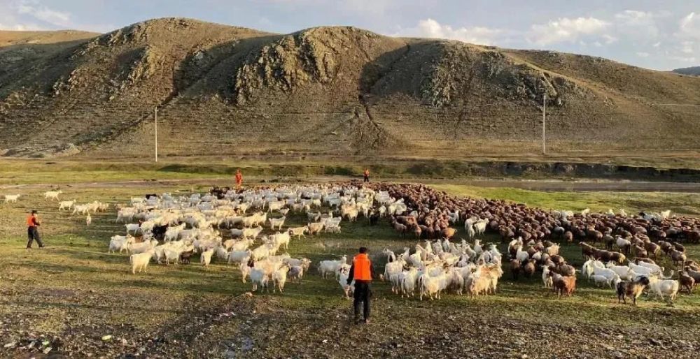 到达现场之后,受惊的羊群遍布整个山区,根据现场情况,救援队迅速分为3