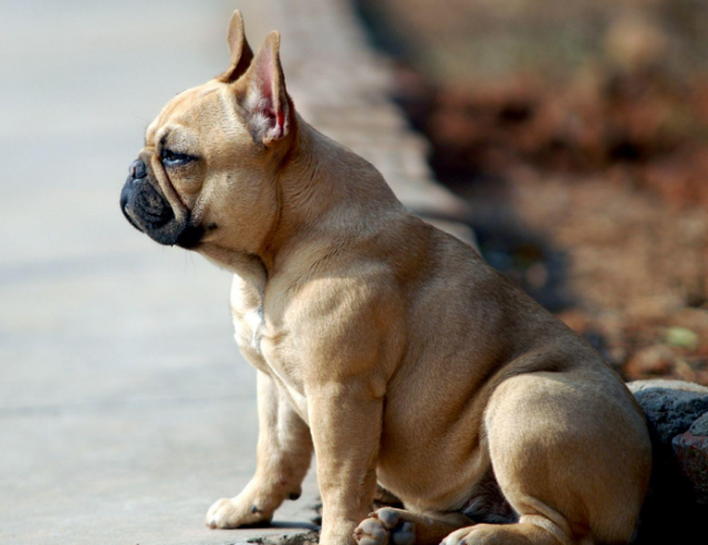 法国斗牛犬的价格为何"居高不下",原因是这几点!