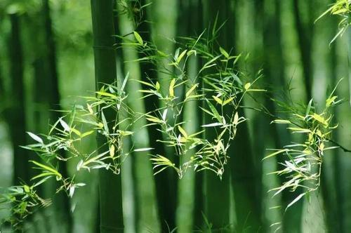 老祖宗留下一句:"竹子开花,马上搬家",这是什么道理?