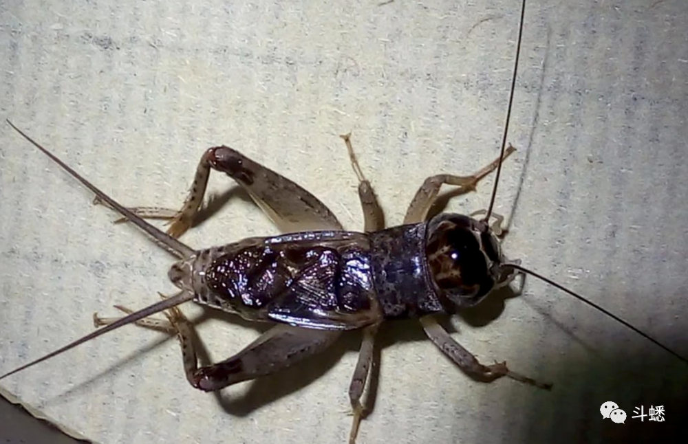 蟋蟀鉴赏:黑风口大将淡黄_腾讯新闻