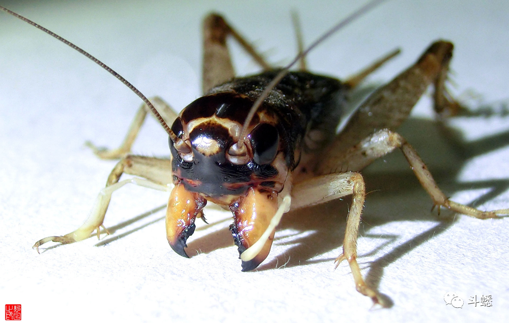 蟋蟀鉴赏:黑风口大将淡黄_腾讯新闻