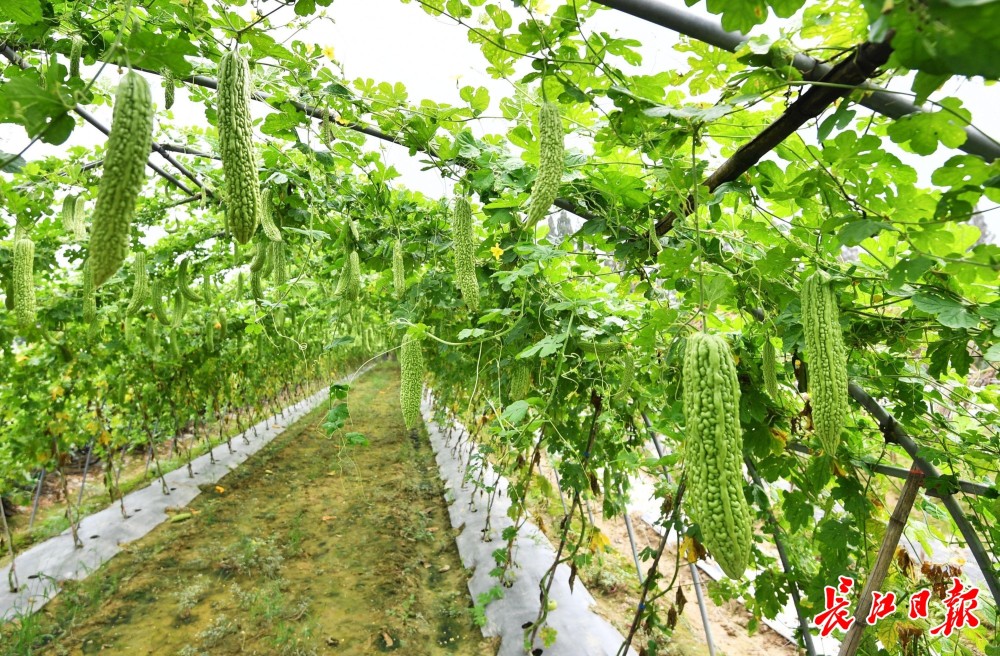旁边的田地里,他们种植的茄子,豆角,苦瓜也都是硕果累累.