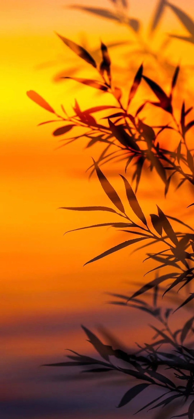 这么好看的橙色系手机壁纸