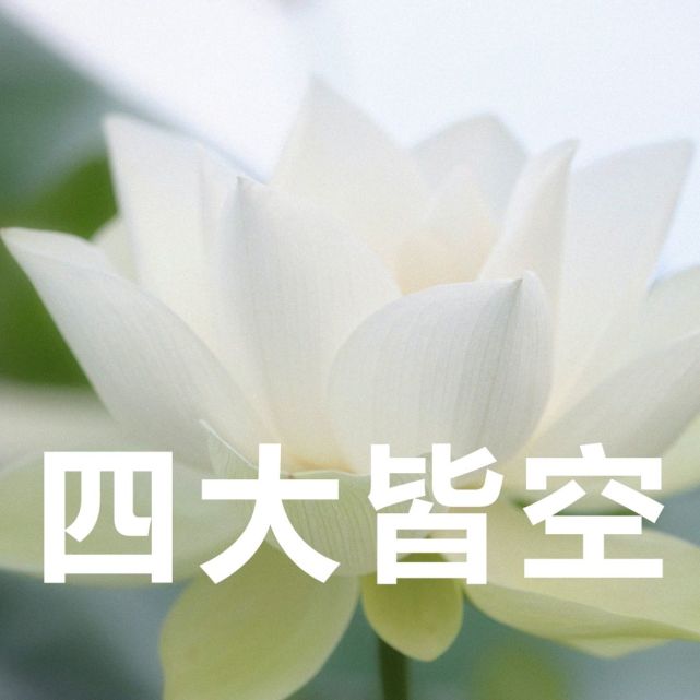 中老年头像荷花带字