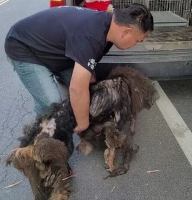 年老的藏獒被主人抛弃了体重只有31斤沦落到土狗欺负的地步
