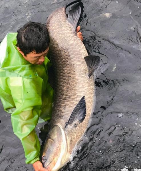 这次发现的鱼王应该可以在浙江省捕获的青鱼中排名前几名