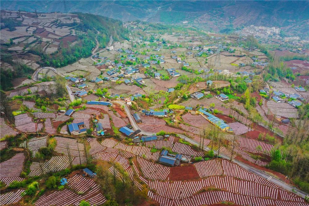 《田園春色》2021年4月,涼山州美姑縣巴普鎮埂則村.